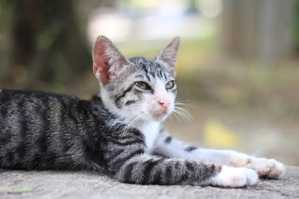 10 Pertanda Saat Kamu Didekati Kucing