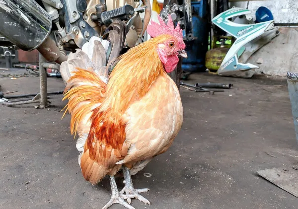 10 Fakta Unik dan Menarik Seputar Ayam Kate
