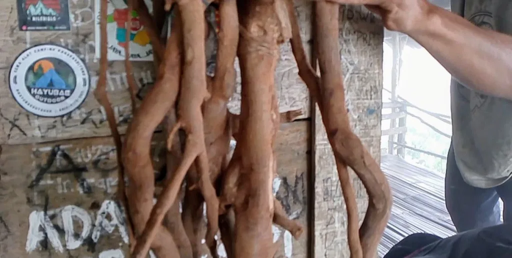 Ki Lemo Gunung Karang, Kayu Unik Kaya Manfaat