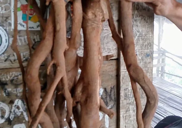 Ki Lemo Gunung Karang, Kayu Unik Kaya Manfaat